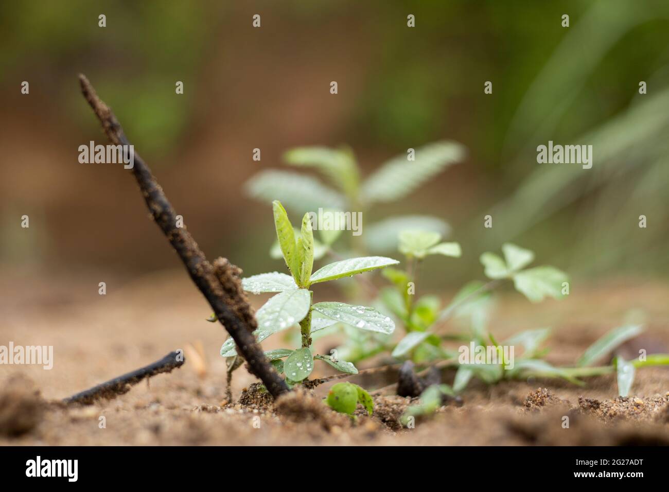 Mangrove Seedling High Resolution Stock Photography Stock Photo