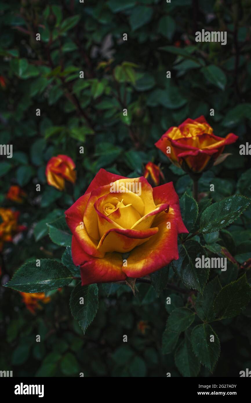 Yellow Roses With Red Tips Called edu.svet.gob.gt