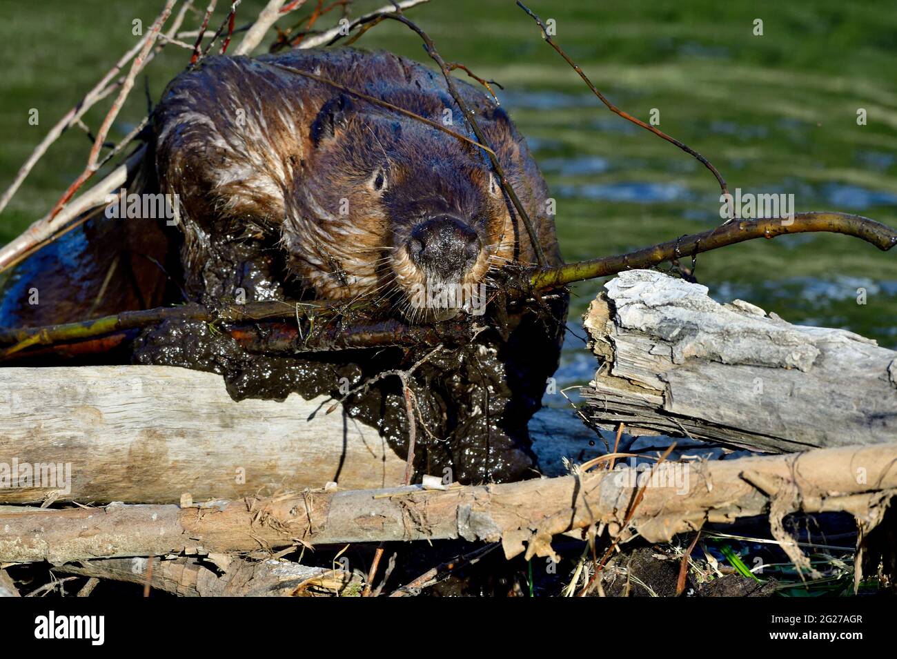 martial arts america beaver dam