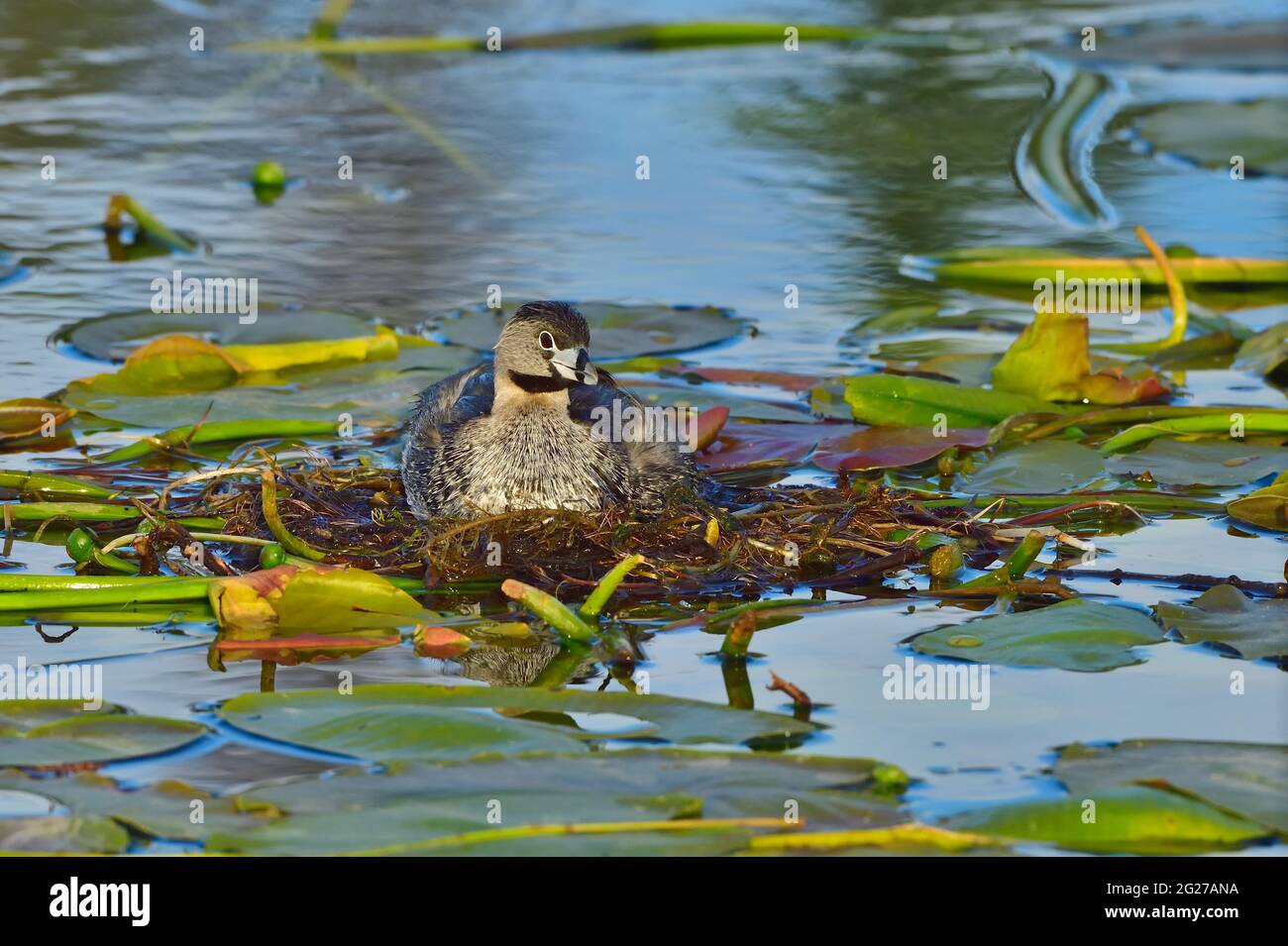 A female Pied-billed Grebe 'Podilymbus podiceps'; sitting a floating nest made of lily pads at the marshy area in a rural Alberta Lake Stock Photo