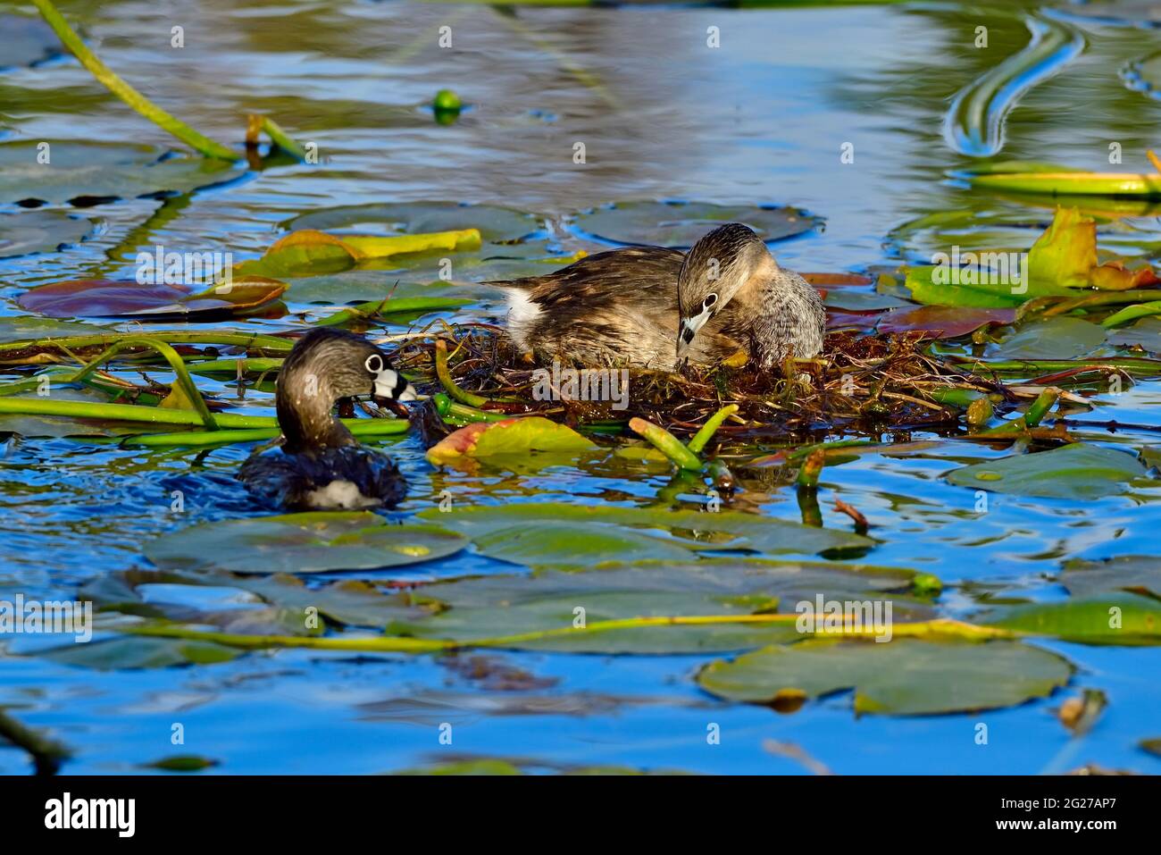 Two Pied-billed Grebes 'Podilymbus podiceps'; building  a floating nest made of lilly pads at the marshy area in a rural Alberta Lake Stock Photo