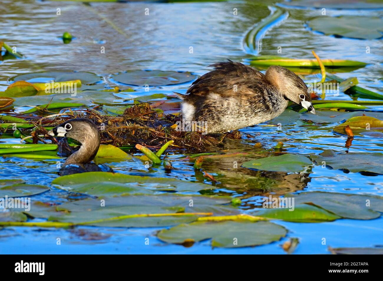 Two Pied-billed Grebes 'Podilymbus podiceps'; building  a floating nest made of lilly pads at the marshy area in a rural Alberta Lake Stock Photo