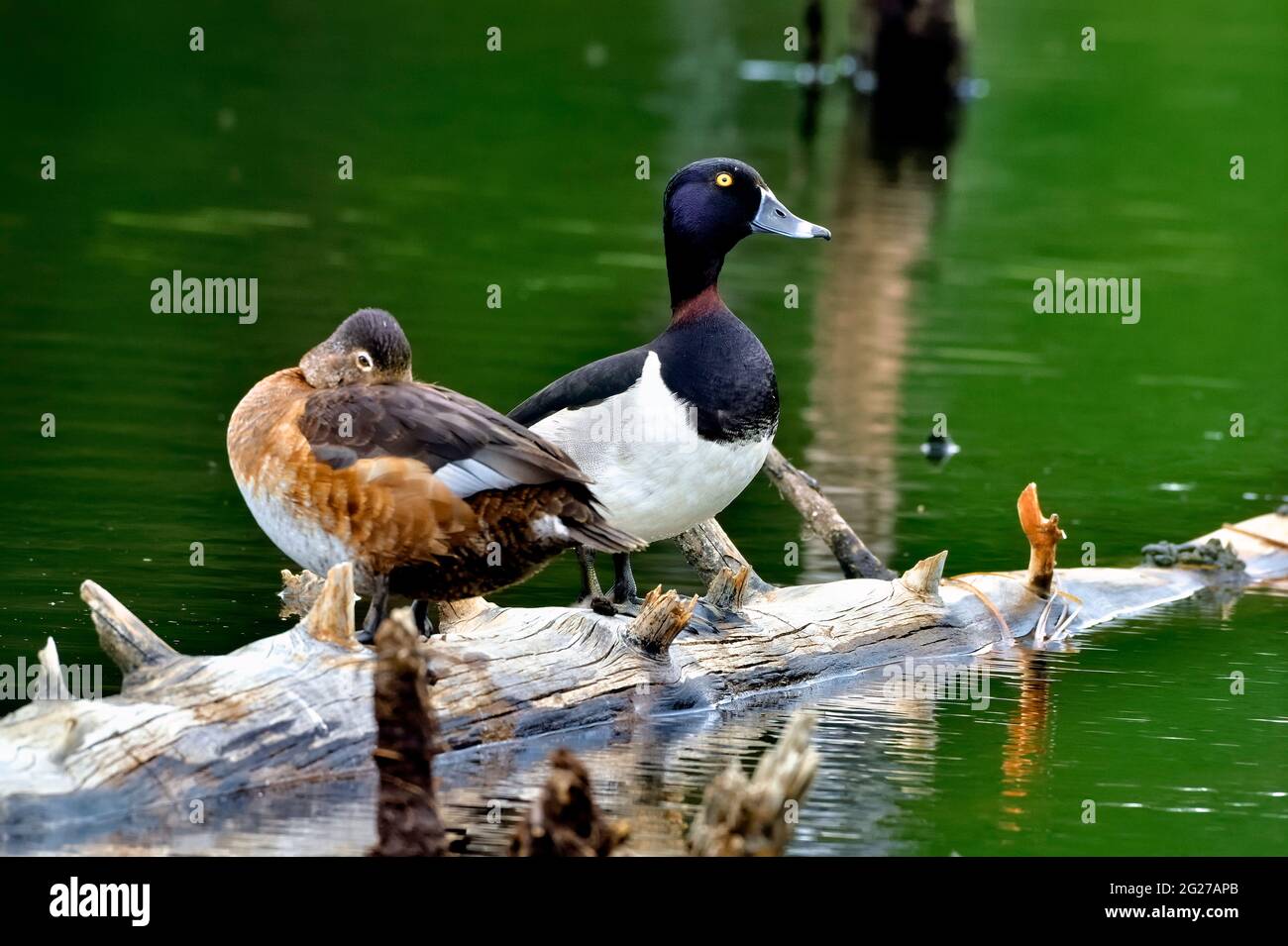 A pair of ring-necked ducks 'Aythya collaris', perched on a fallen tree in Maxwell lake in Hinton Alberta Canada. Stock Photo