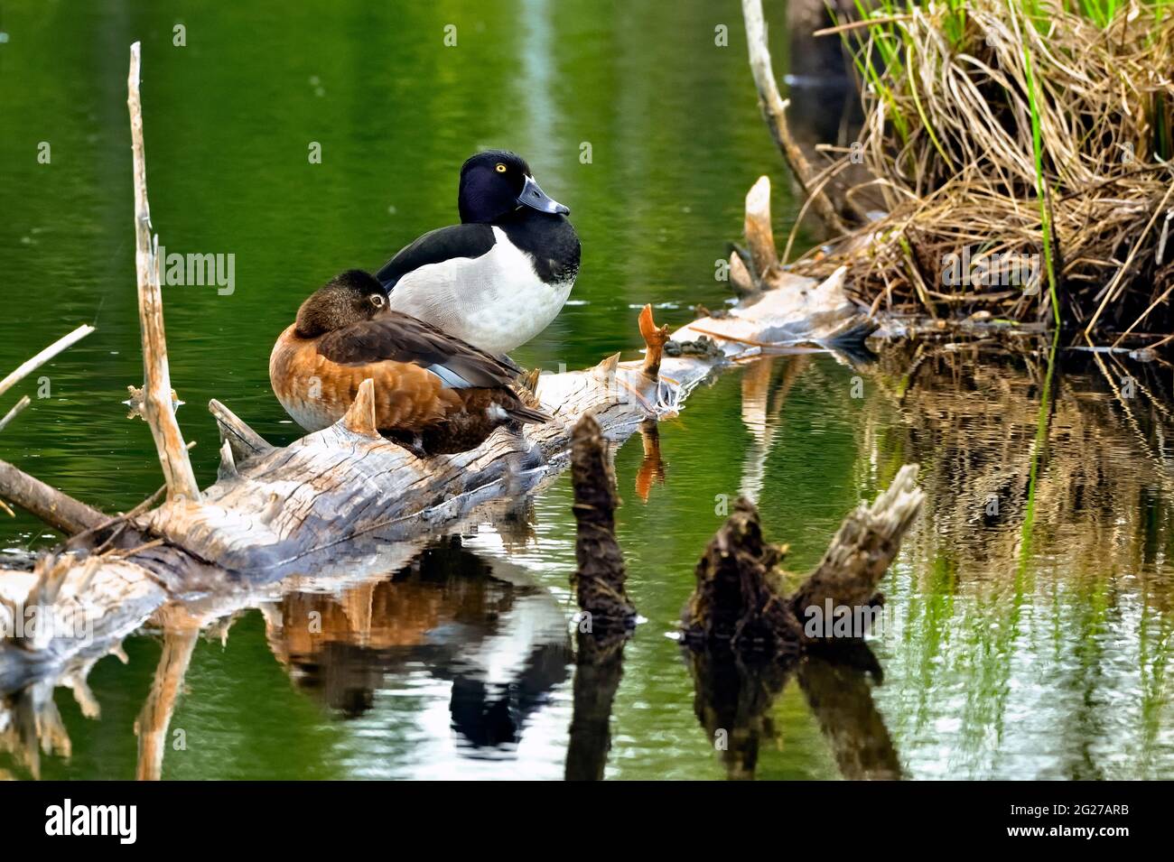 A pair of ring-necked ducks 'Aythya collaris', perched on a fallen tree in Maxwell lake in Hinton Alberta Canada. Stock Photo