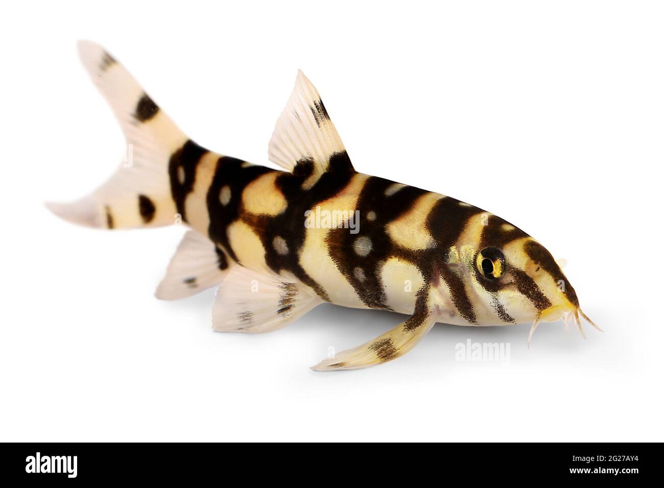 Burmese border loach catfish polka dot loach Botia kubotai aquarium fish Stock Photo