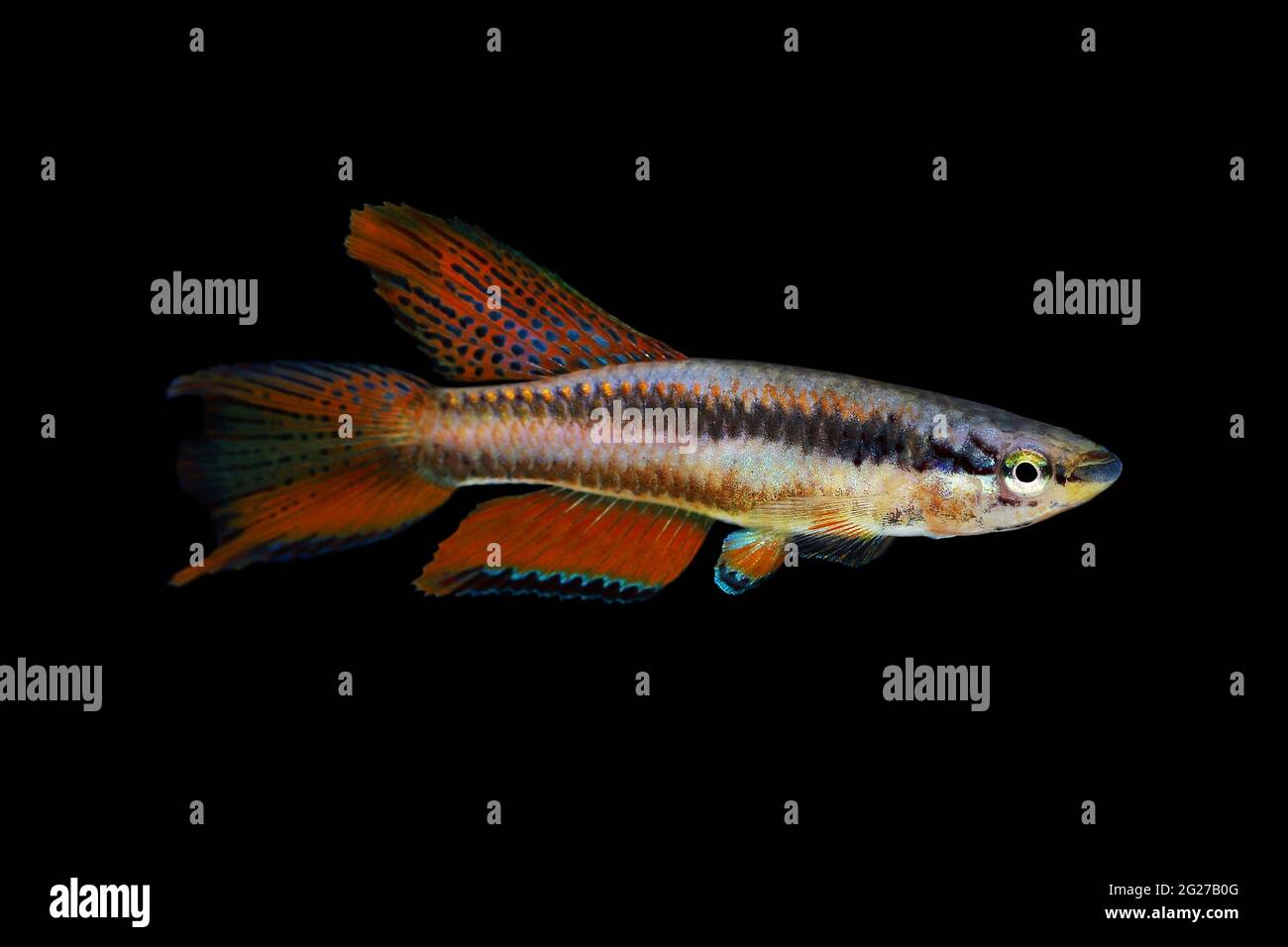 Lagos Red Killifish aquarium fish Killi Aphyosemion bitaeniatum Stock Photo