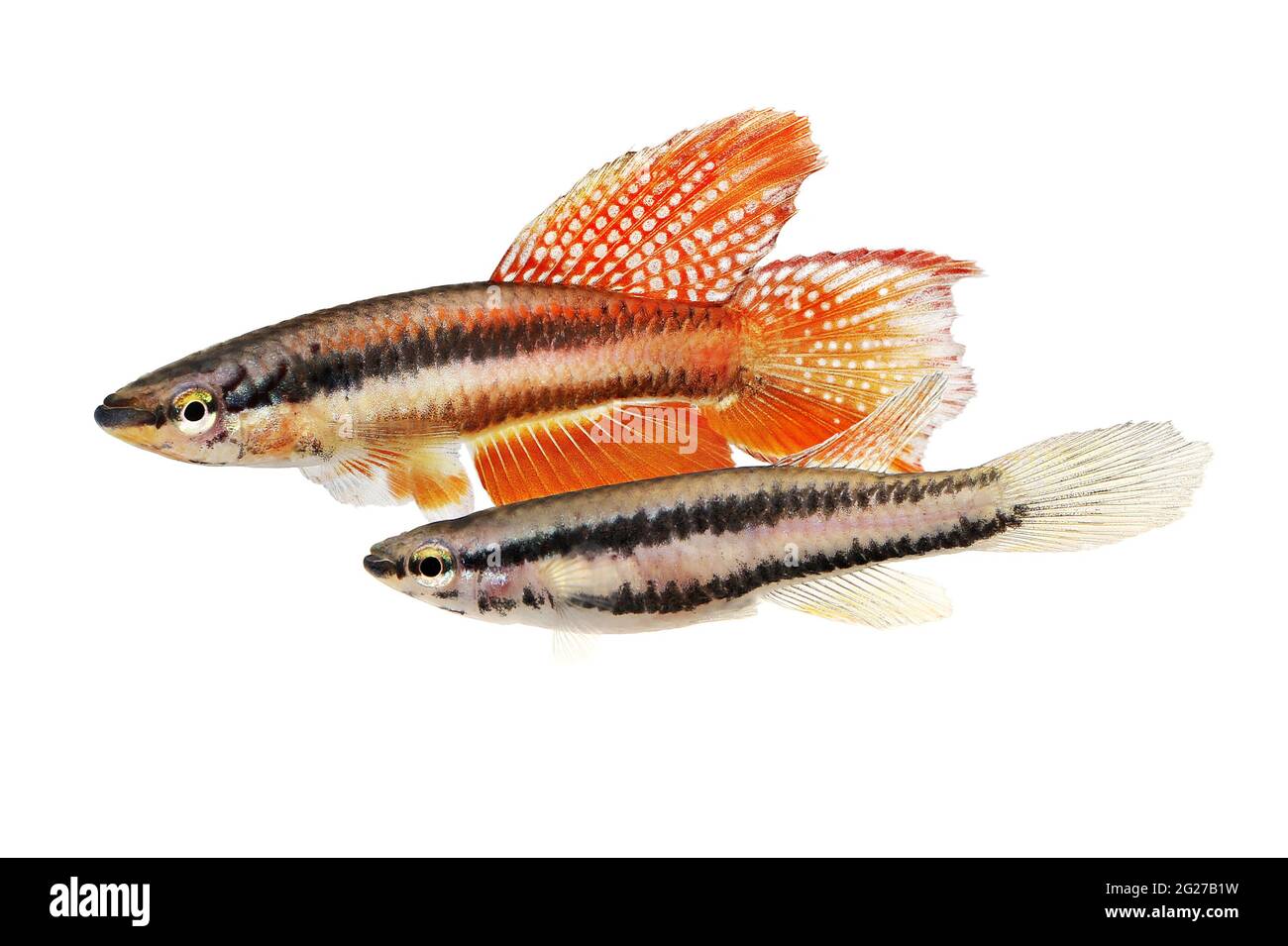 Lagos Red Killifish aquarium fish Killi Aphyosemion bitaeniatum Stock Photo