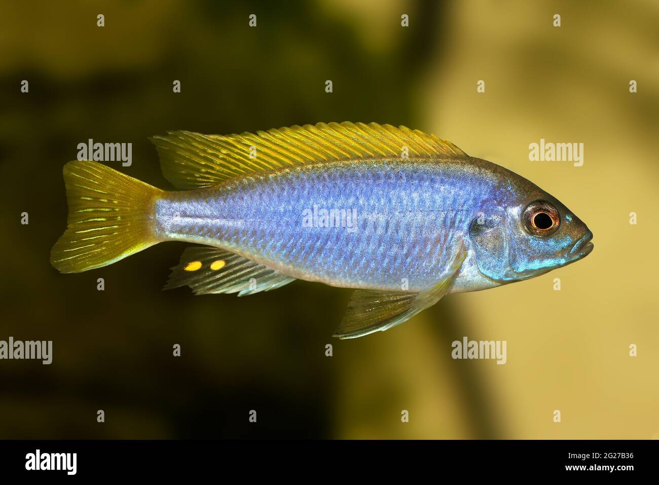 Yellow-tail Acei Cichlid Pseudotropheus aquarium fish Stock Photo