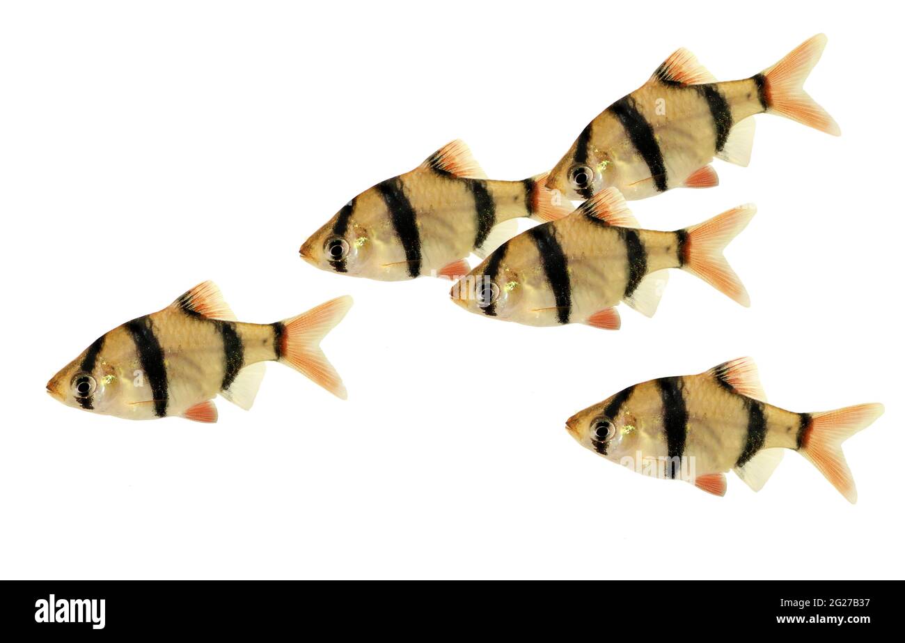 Barb fish Cut Out Stock Images & Pictures - Page 3 - Alamy