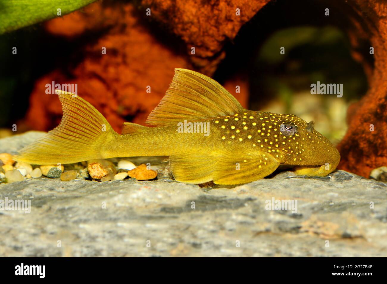 Green phantom pleco L200 Hemiancistrus subviridis aquarium fish Stock Photo