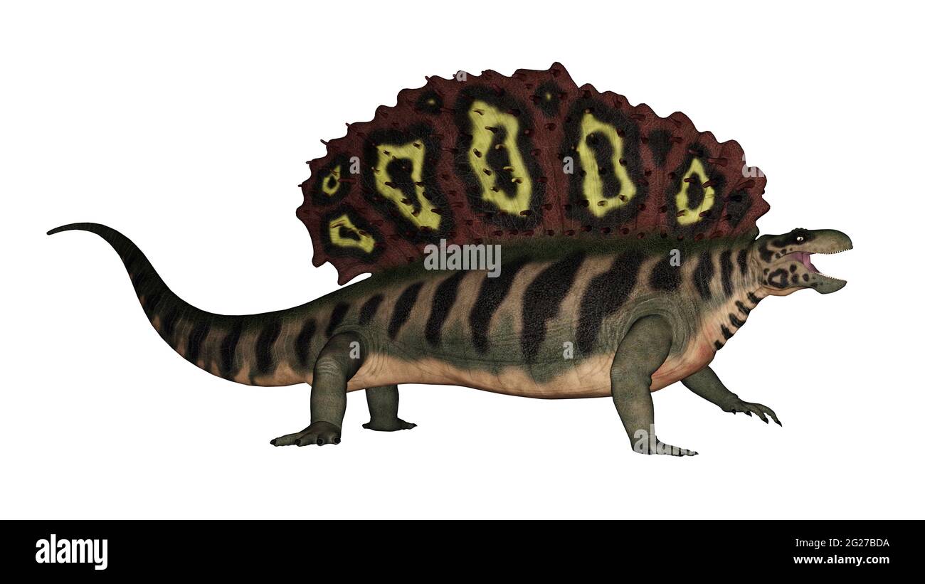 Edaphosaurus prehistoric animal, isolated on white background. Stock Photo