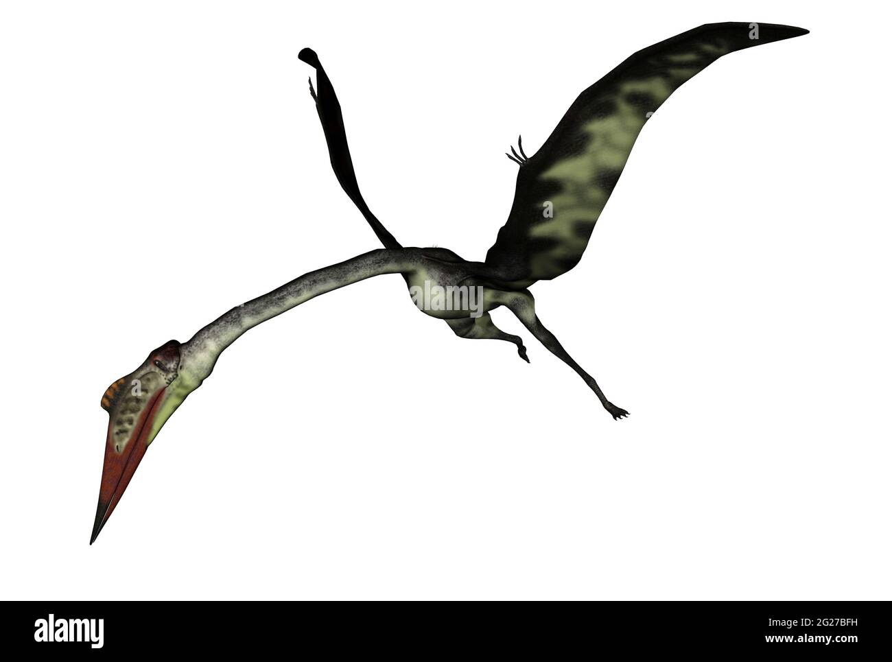 Pteranodon Pterodactyl Dinosaur on White Background Stock Photo - Image of  background, gigantic: 139129966