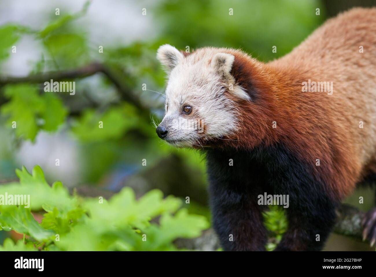 Liten panda hi-res stock photography and images - Alamy