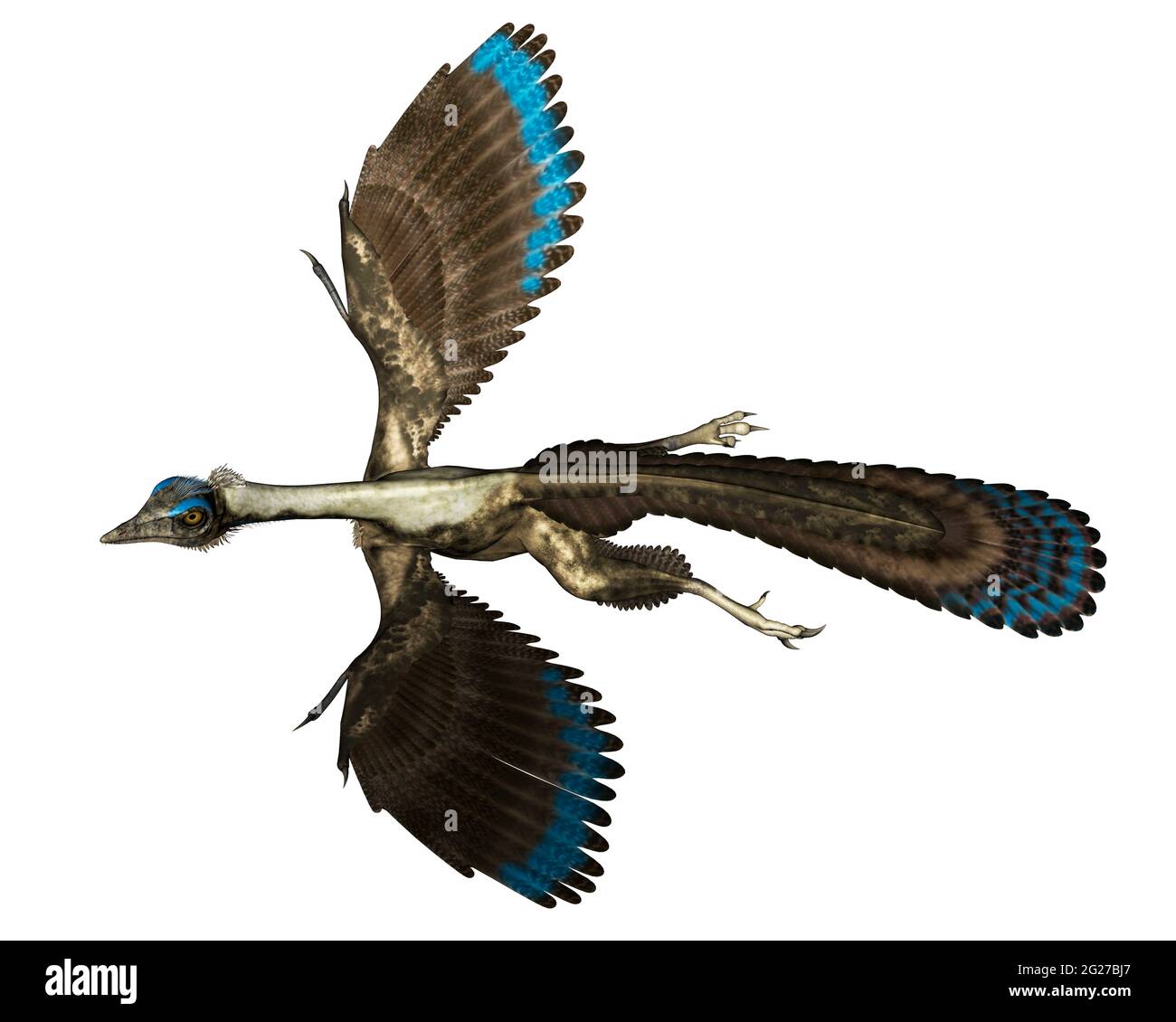 Archaeopteryx (archaeopteryx) hires stock photography and images Alamy