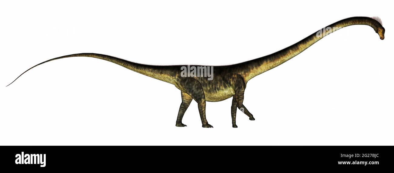 Barosaurus dinosaur walking, isolated on white background Stock Photo