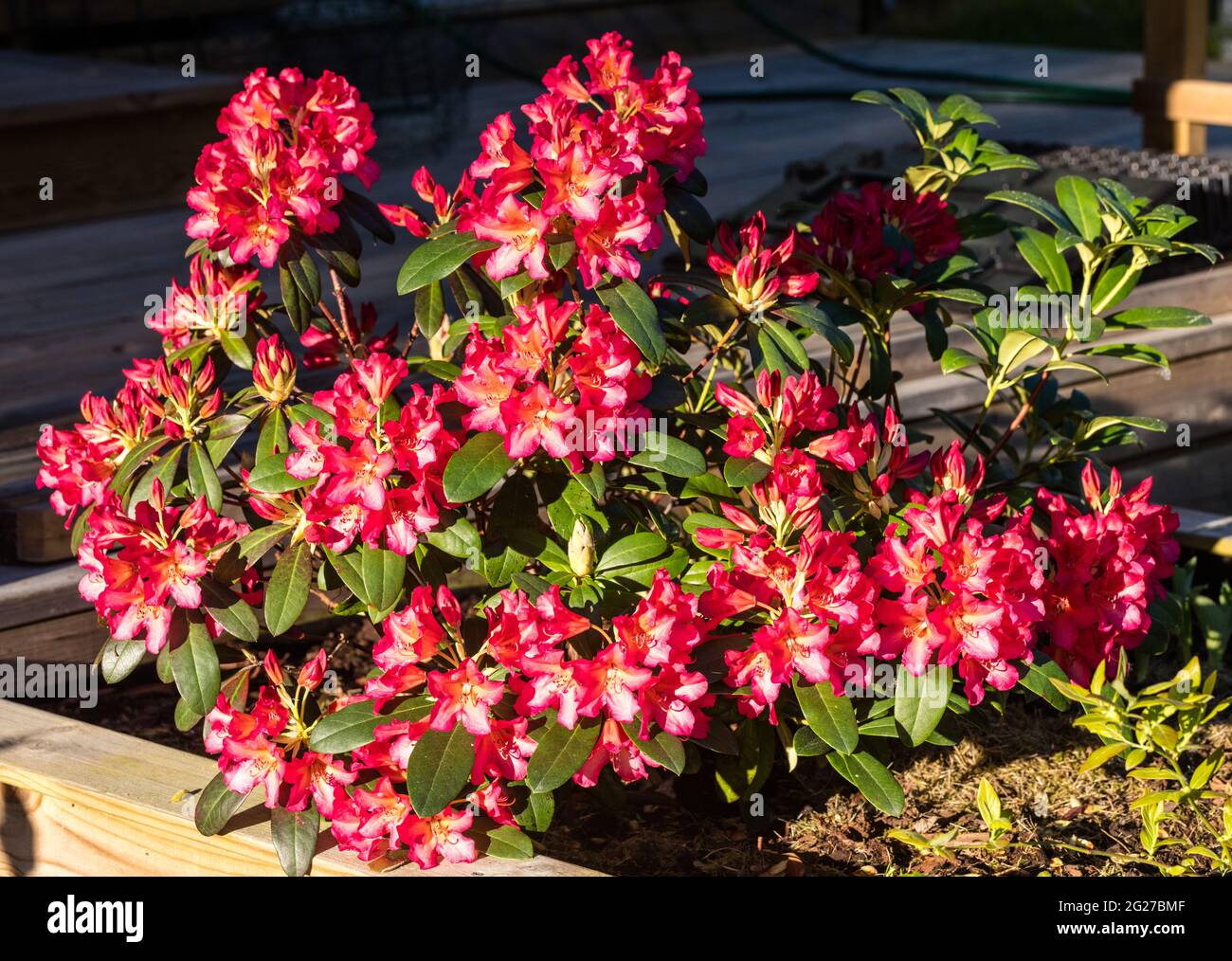 'Marie Fortier' Evergreen Rhododendron Hybrid, Dododendron (Rhododendron hybrida) Stock Photo