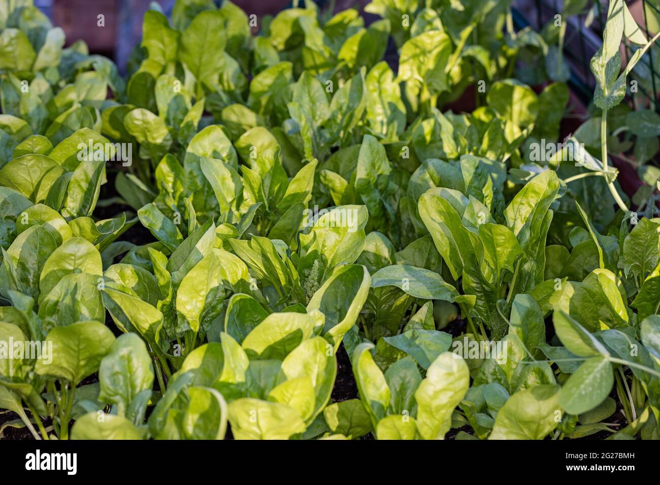 'Gigante d’inverno' Spinach, Spenat (Spinacia oleracea) Stock Photo