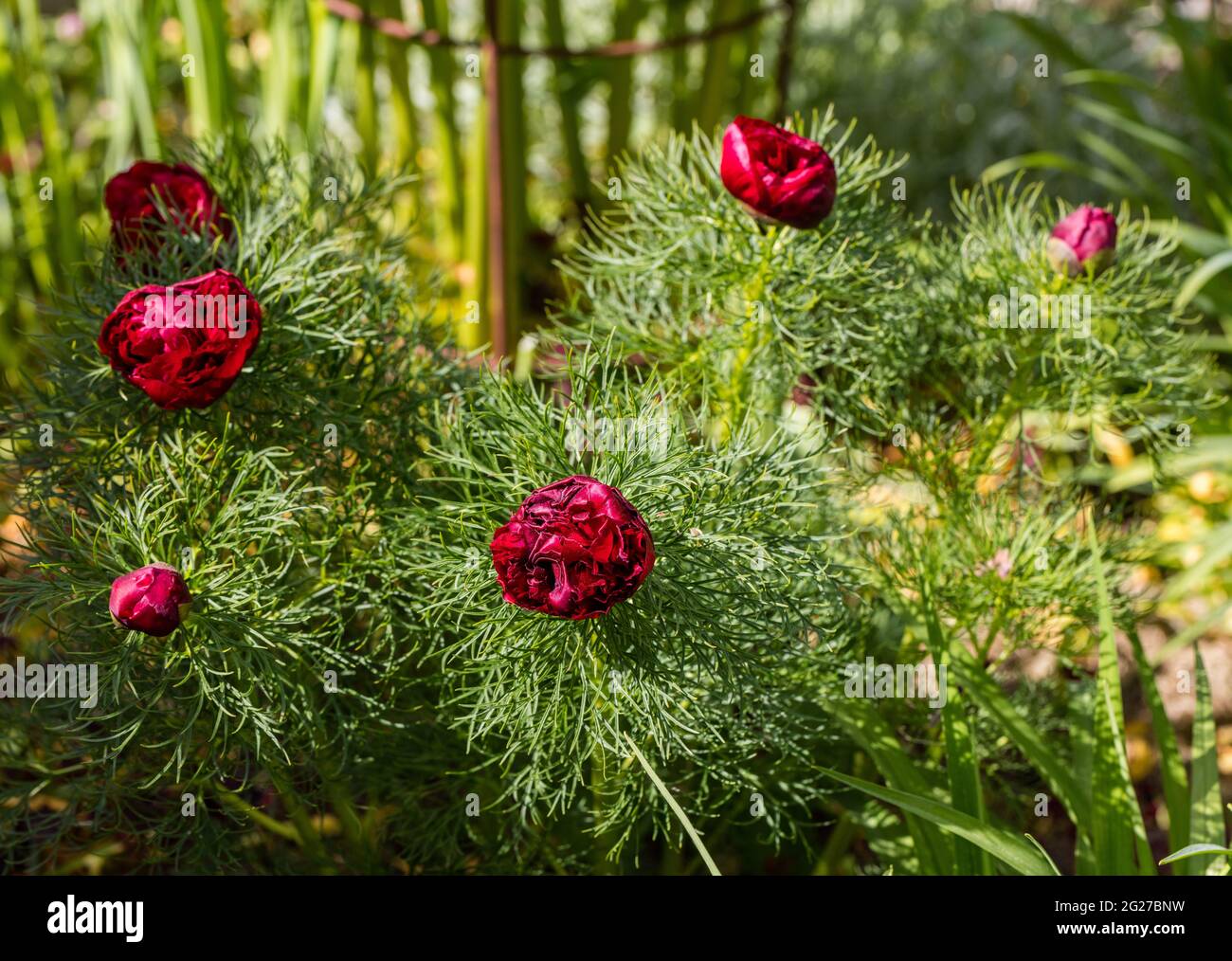 'Plena, Rubra Plena' Fernleaf Peony, Dillpion (Paeonia tenuifolia) Stock Photo