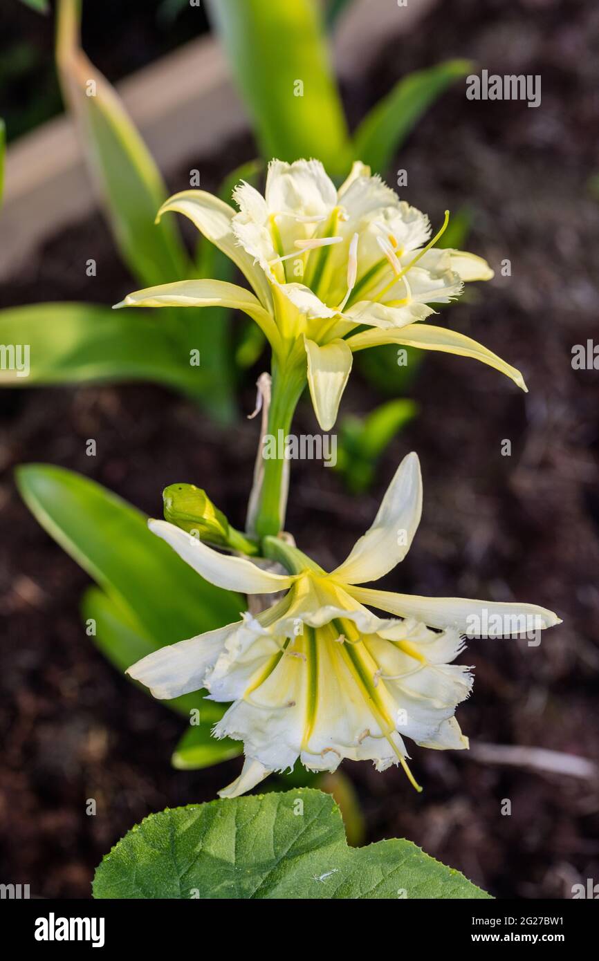 Peruvian Daffodil, Spindellilja (Hymenocallis x festalis) Stock Photo