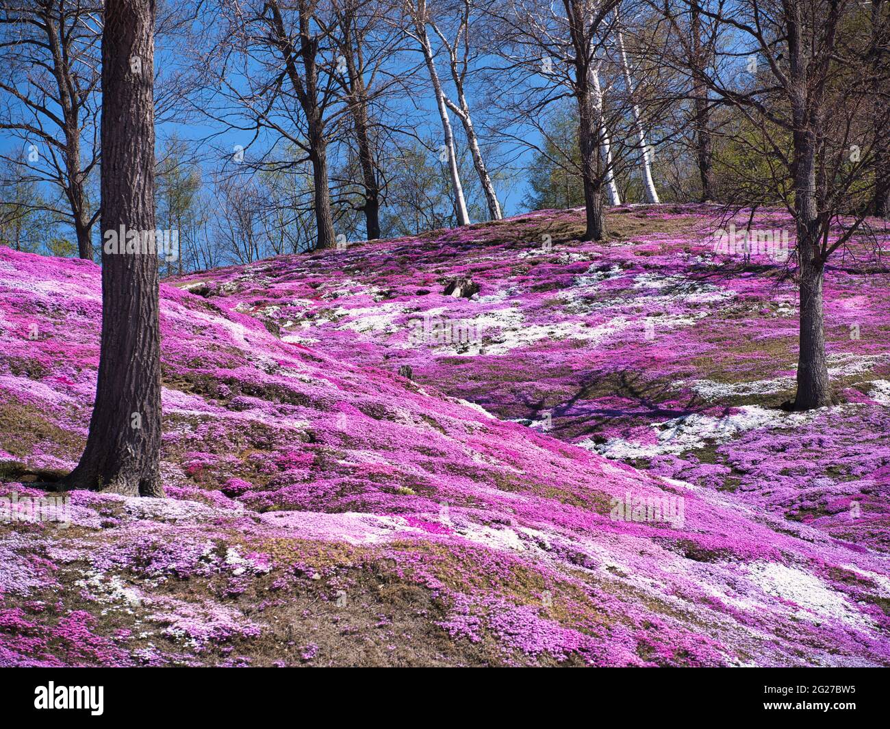 Higashimokoto Shibazakura Park, Hokkaido, Japan Stock Photo