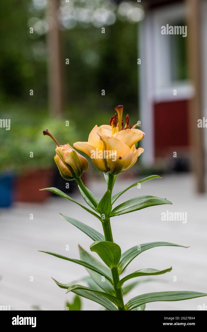 'Apricot Fudge' Asiatic Lily, Asiatisk lilja (Lilium asiatica Stock