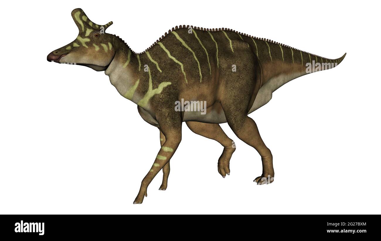 Lambeosaurus dinosaur walking, side view isolated on white background. Stock Photo