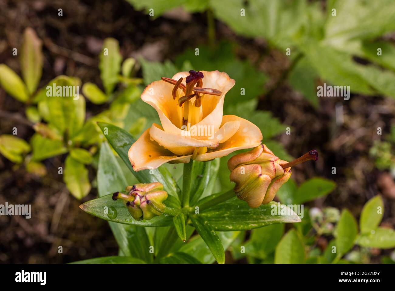 'Apricot Fudge' Asiatic Lily, Asiatisk lilja (Lilium asiatica Stock ...