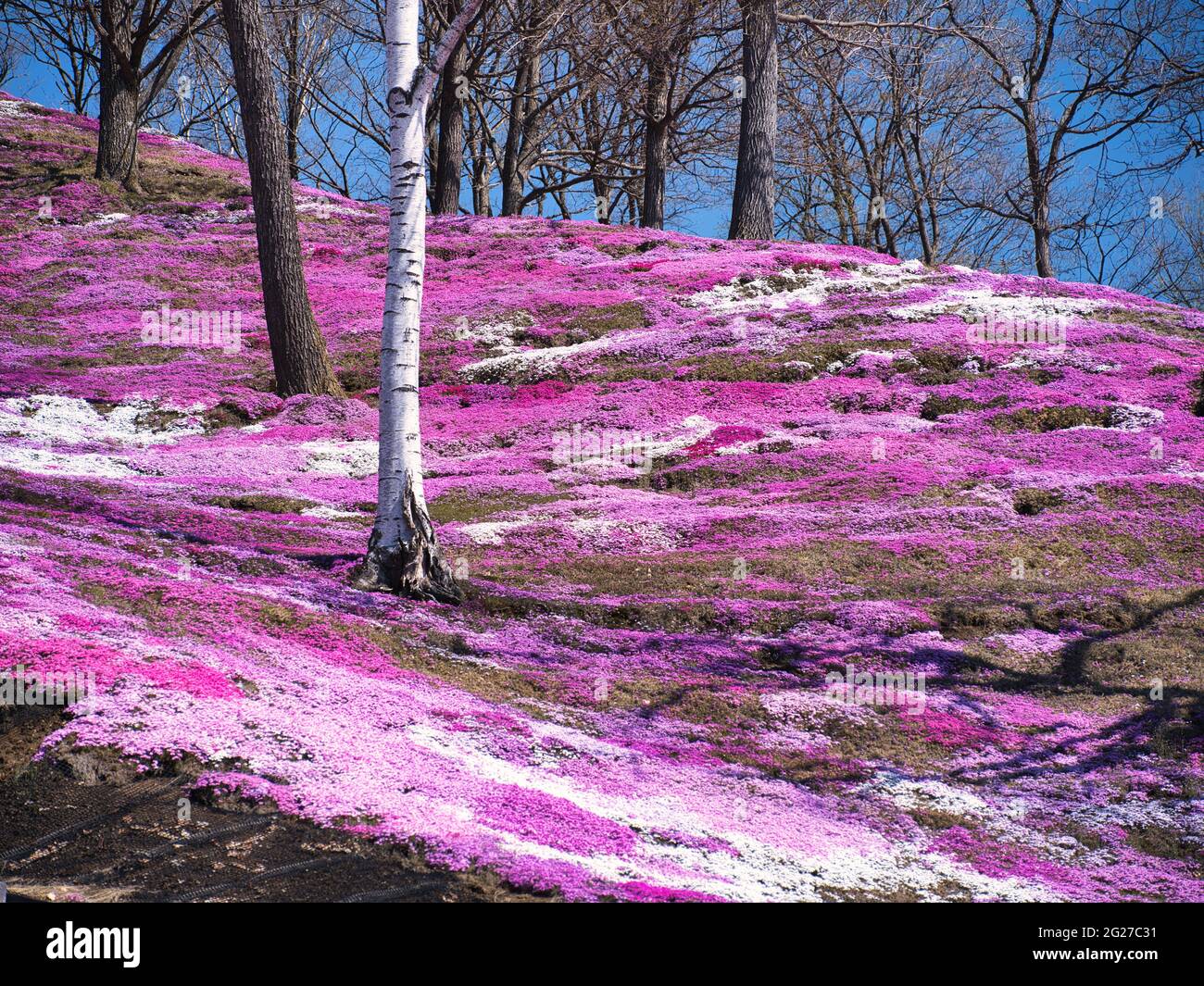 Higashimokoto Shibazakura Park, Hokkaido, Japan Stock Photo