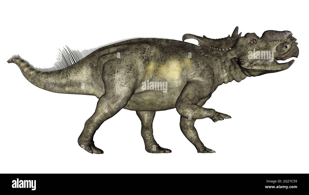 Pachyrhinosaurus dinosaur walking, isolated on white background. Stock Photo
