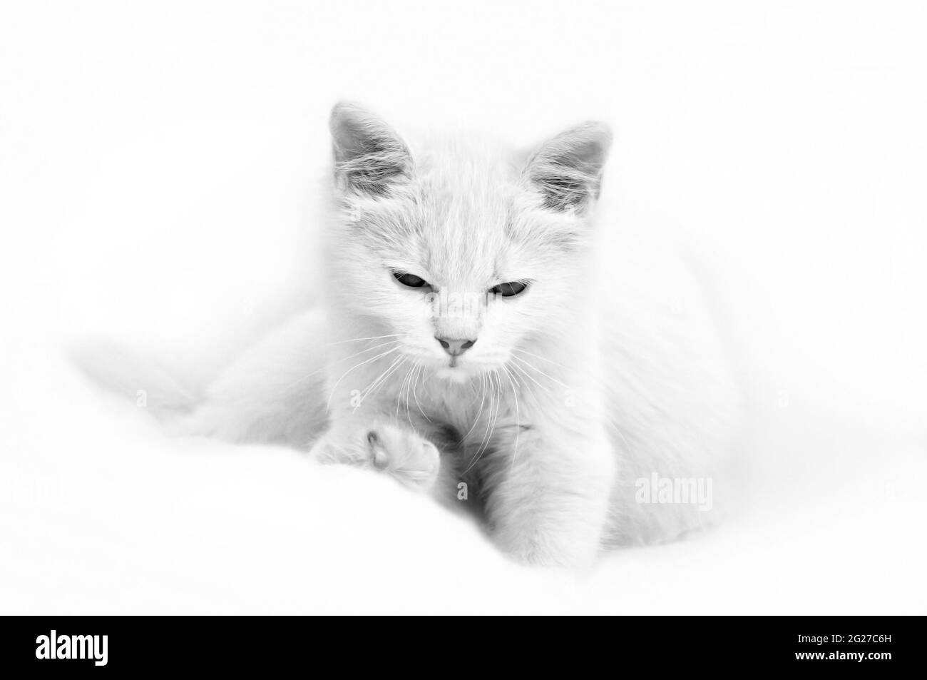 Cute mixed breed Thai/Persian white cat Stock Photo
