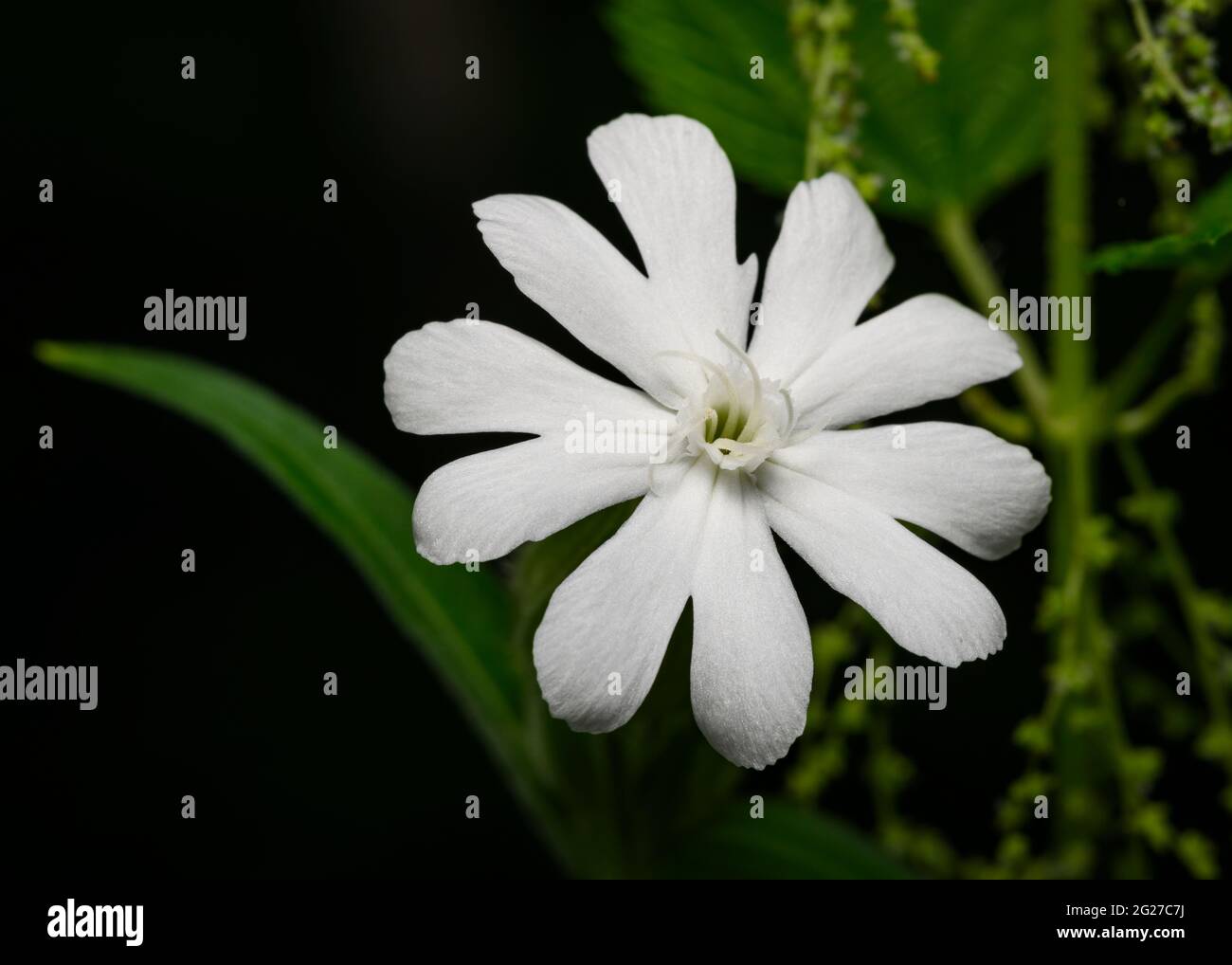 White forest flower hi-res stock photography and images - Alamy