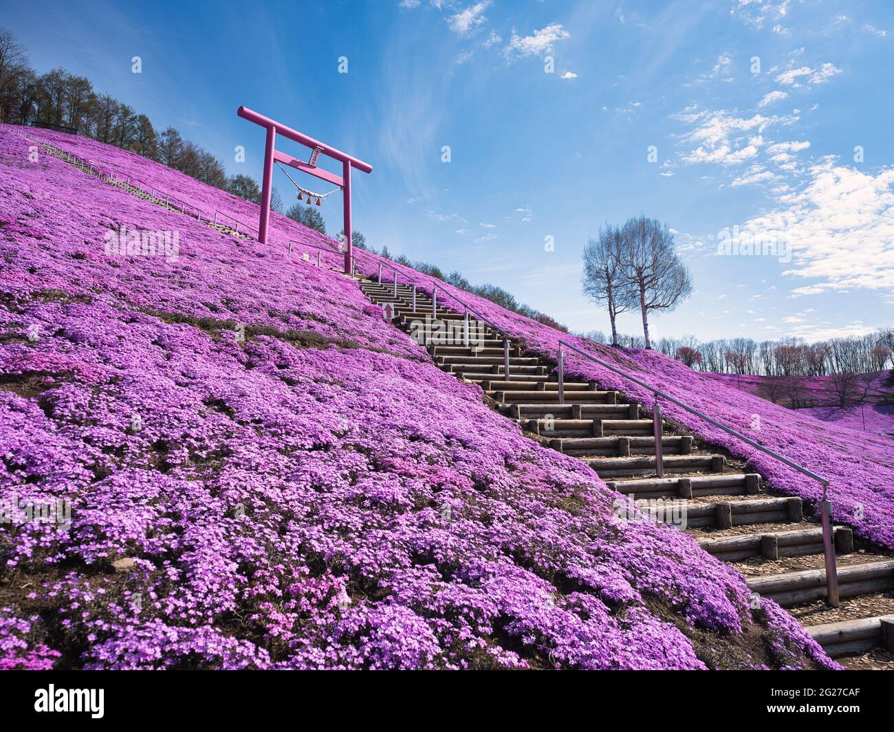 Higashimokoto Shibazakura Park, Hokkaido, Japan Stock Photo Alamy