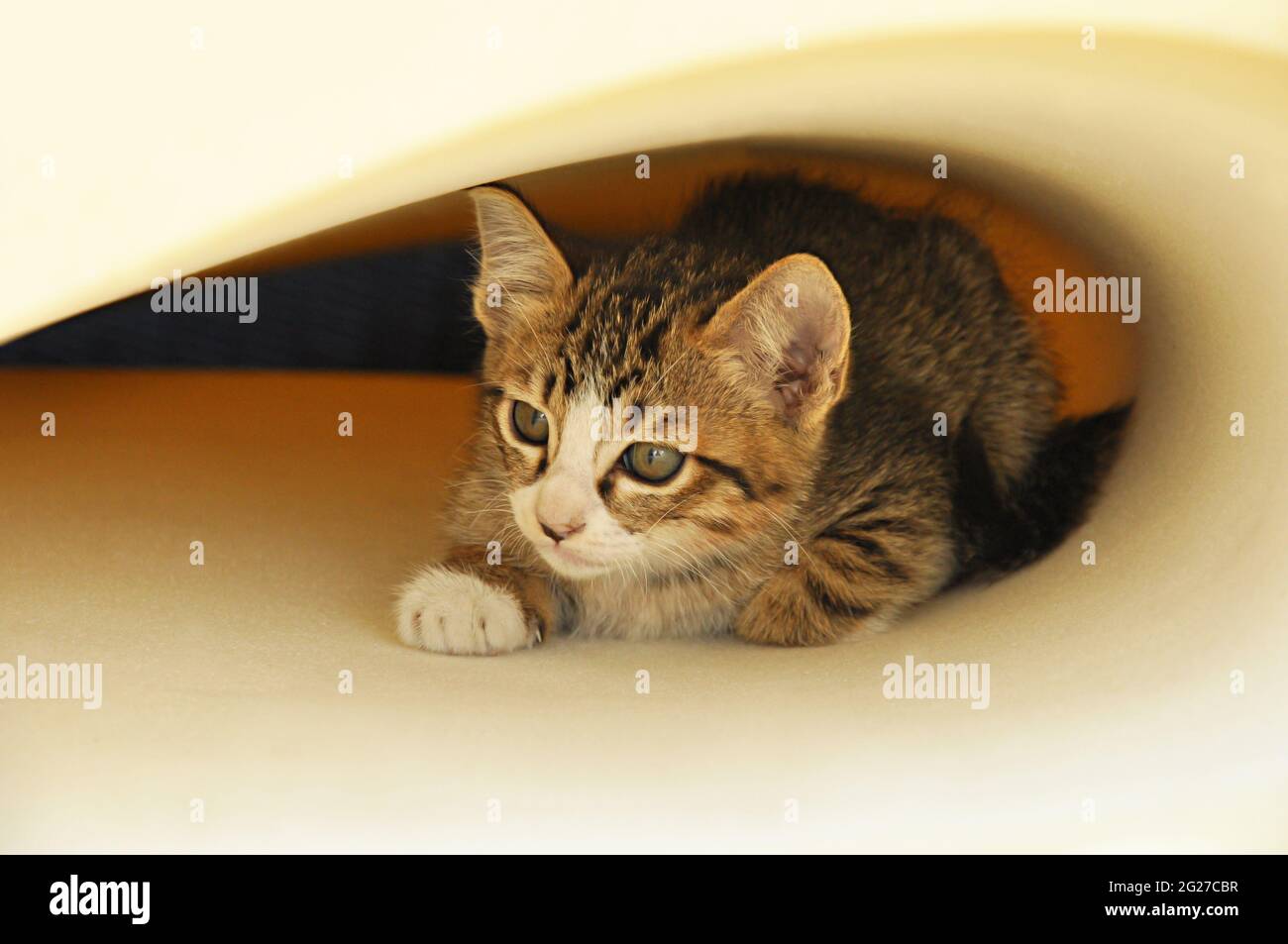 Beautiful adorable cat Stock Photo