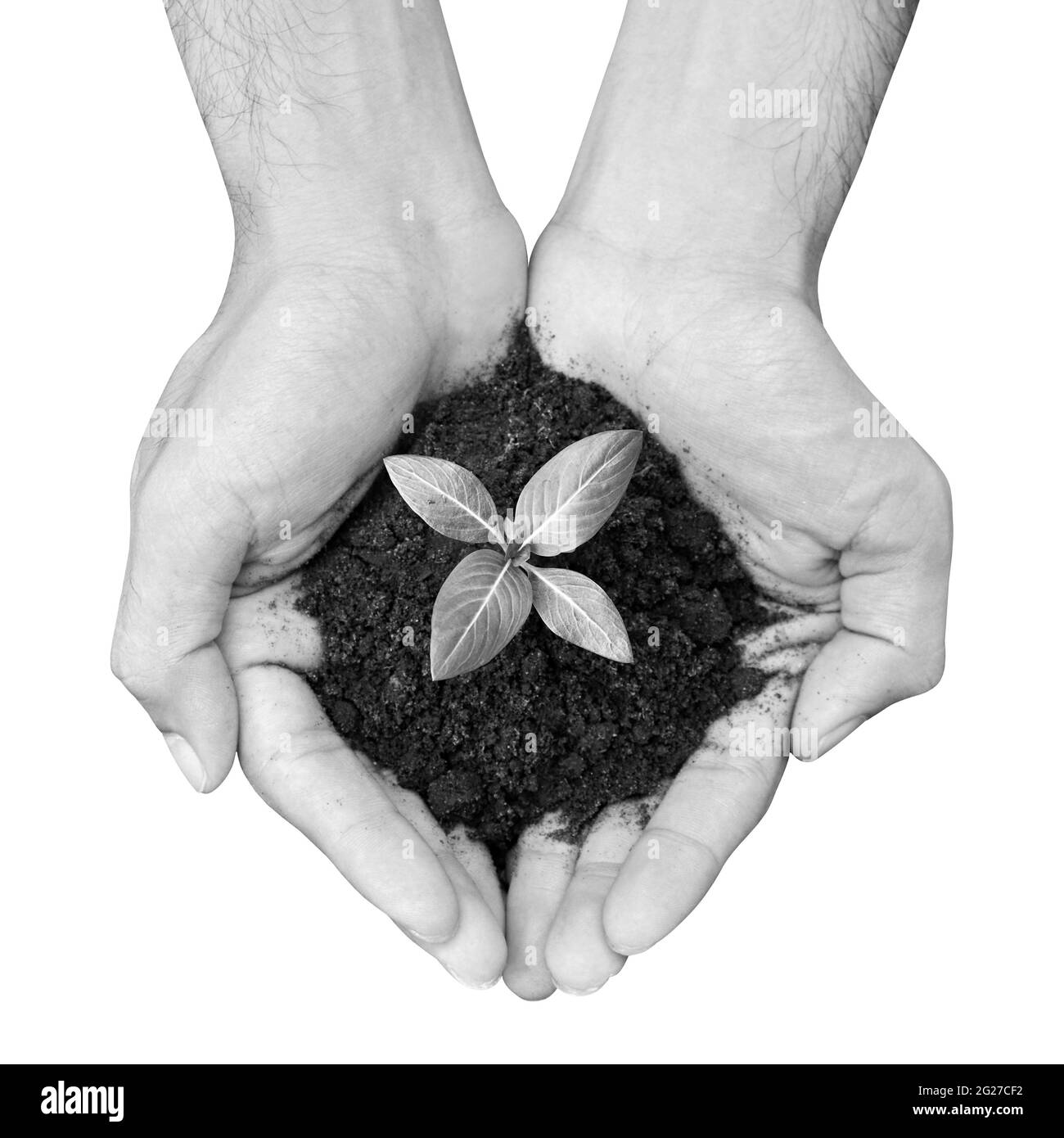 Hand holding seedling with soil - monochrome Stock Photo