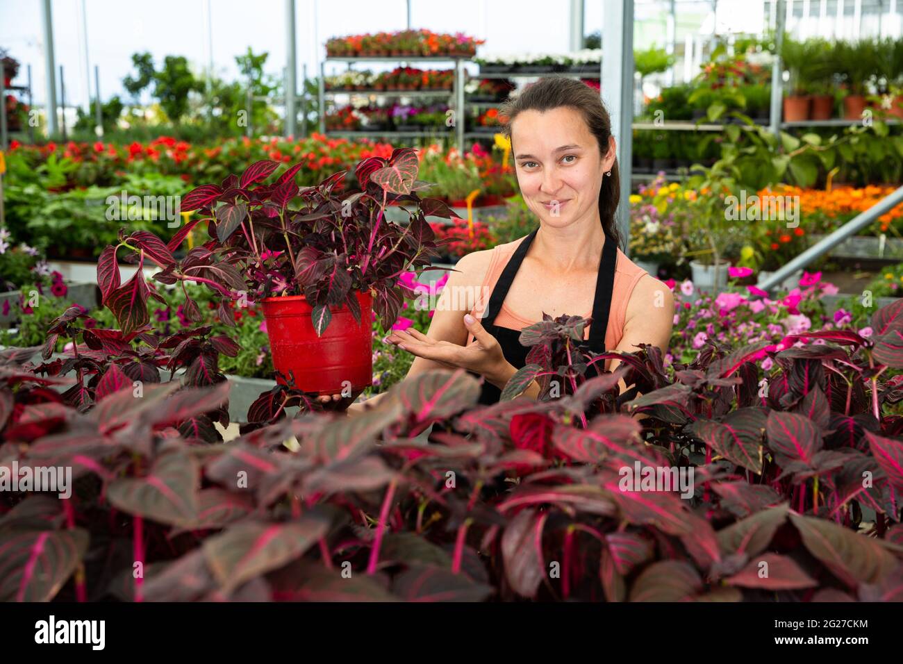 Happy female on plantation of Iresine Herbstii Brillantissima in her greenhouse Stock Photo