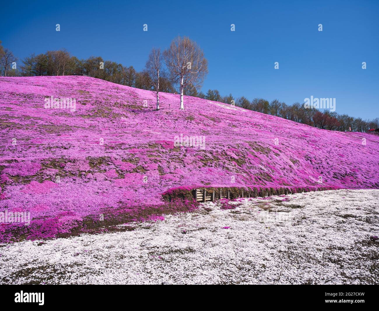 Higashimokoto Shibazakura Park, Hokkaido, Japan Stock Photo