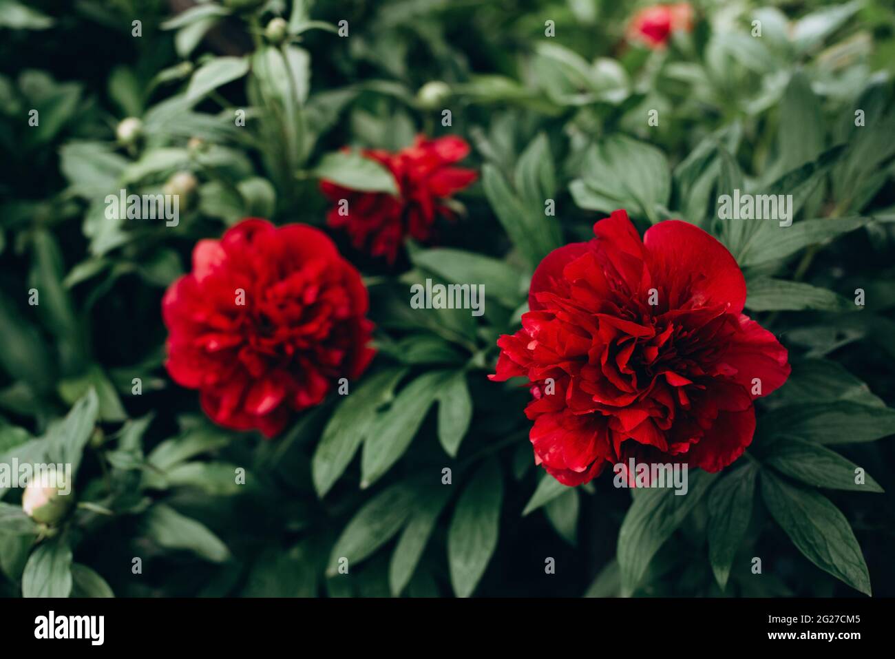 Blossom of fresh red peonies in a garden on a bush. Summer flowers. Soft selective focus. Stock Photo