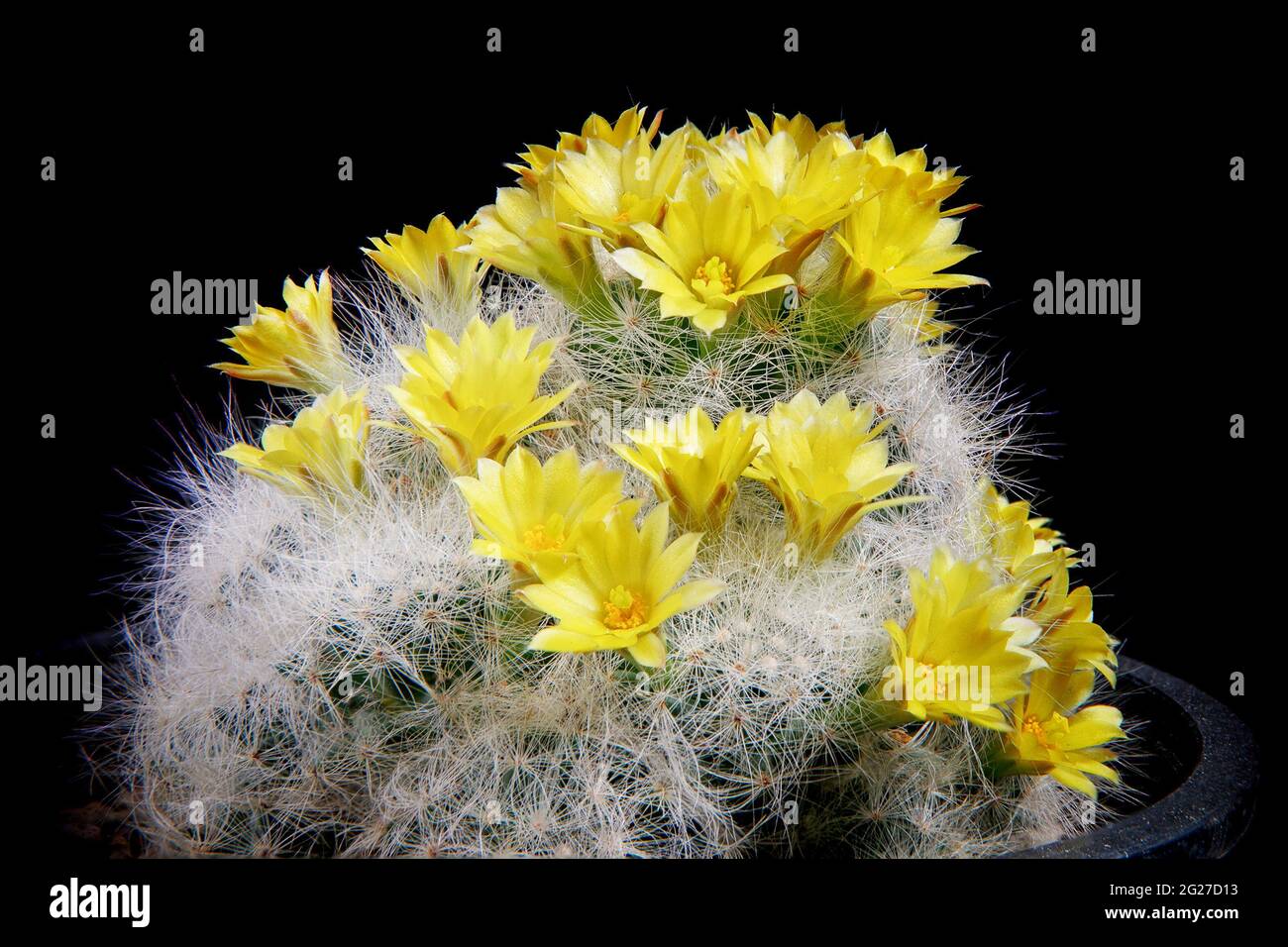 mammillaria cactus yellow flower blooming Stock Photo
