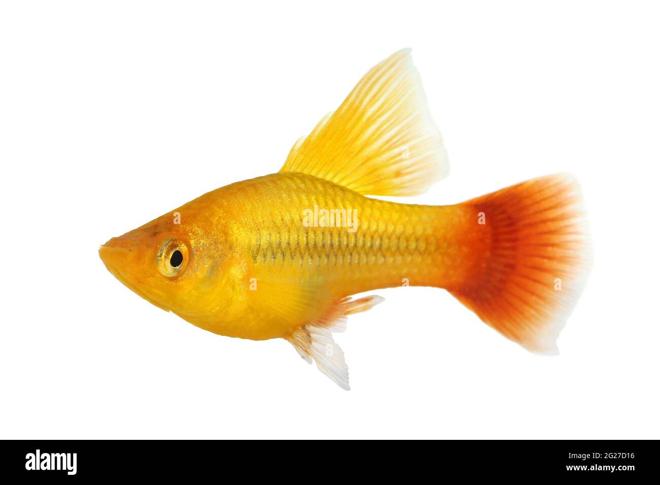 Hi Fin Platy platy male Xiphophorus maculatus tropical aquarium fish Stock Photo