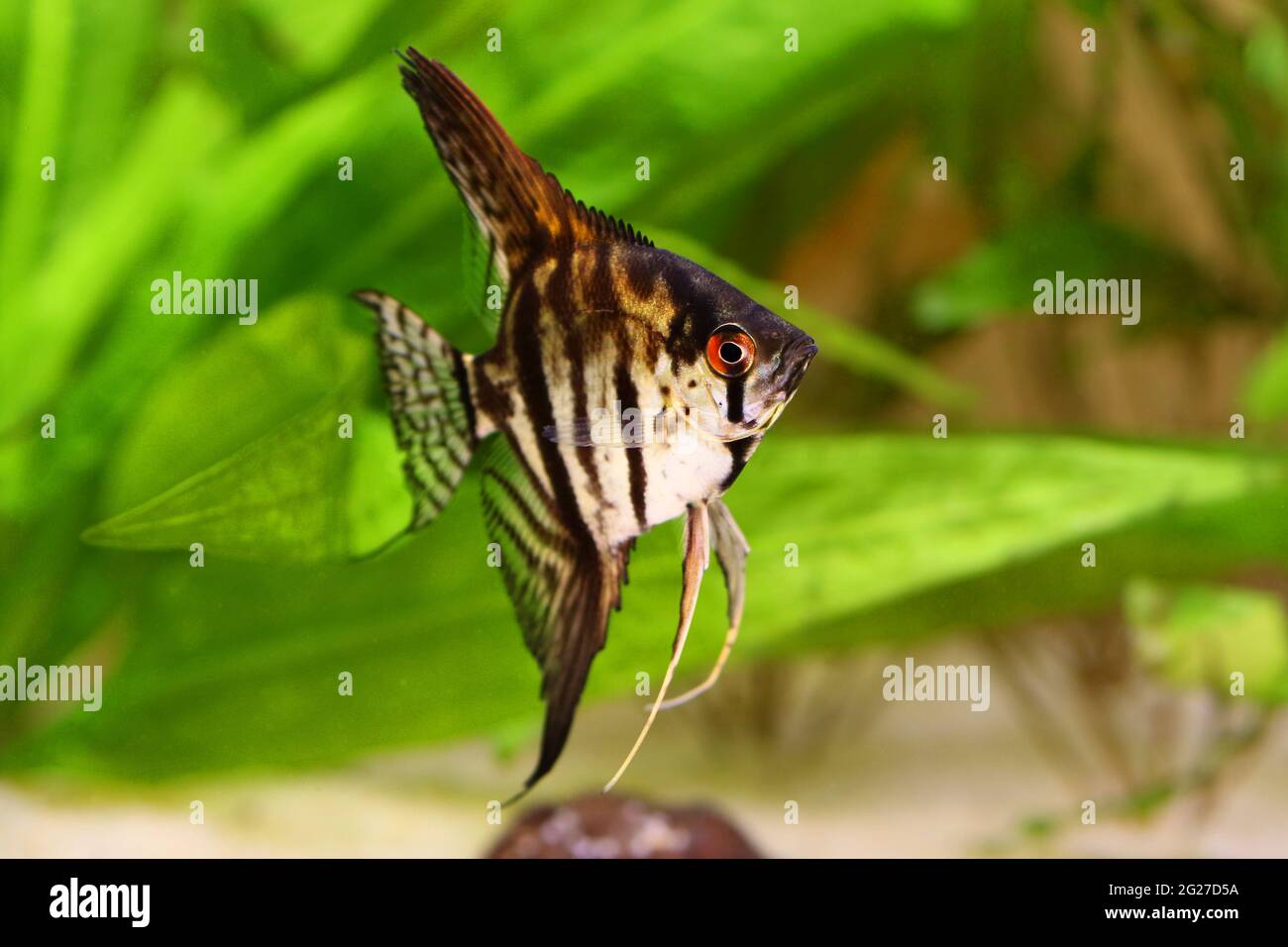 zebra angelfish pterophyllum scalare aquarium fish isolated on white