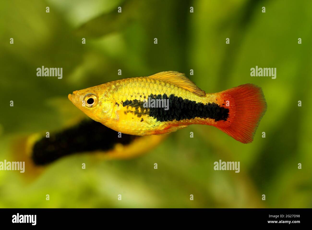 sunburst platy male Xiphophorus maculatus tropical aquarium fish Stock Photo
