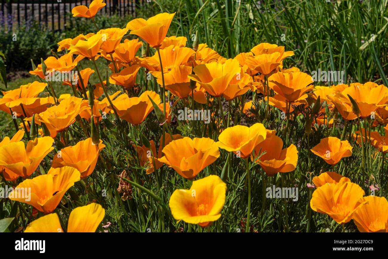 Vibrant California poppies at the Community Garden @ Snellville in Metro Atlanta, Georgia. (USA) Stock Photo