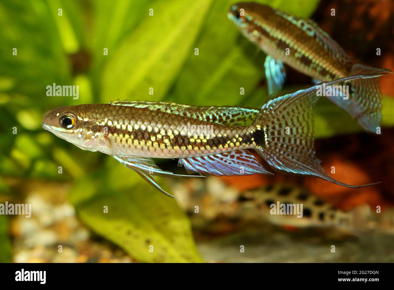Checkerboard Cichlid Dicrossus filamentosus aquarium fish dwarf cichlid Stock Photo