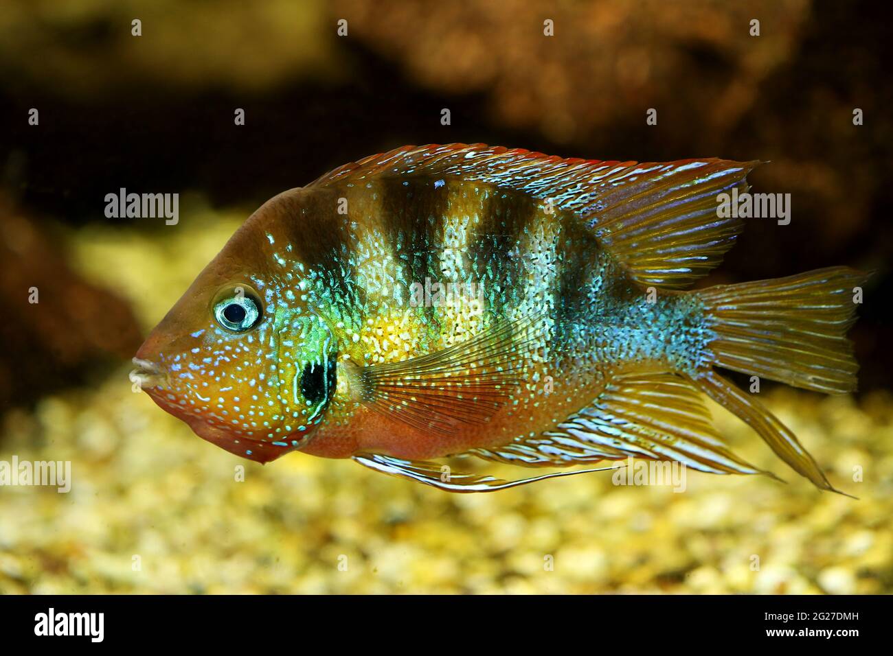 Blue Flash cichlid aquarium fish thorichthys aureus Stock Photo