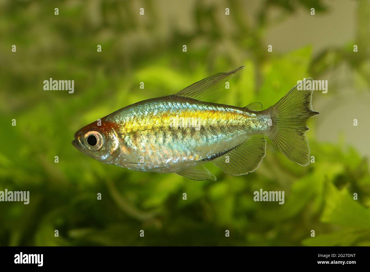 Congo tetra aquarium fish Phenacogrammus interruptus Stock Photo