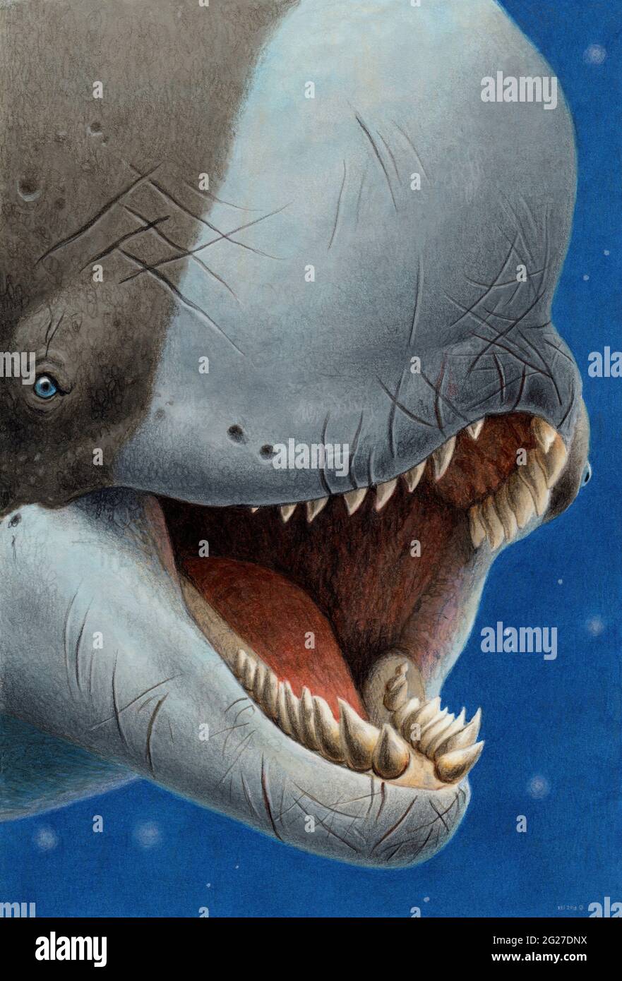 Livyatan melvillei, an extinct species of whale with enormous teeth Stock  Photo - Alamy
