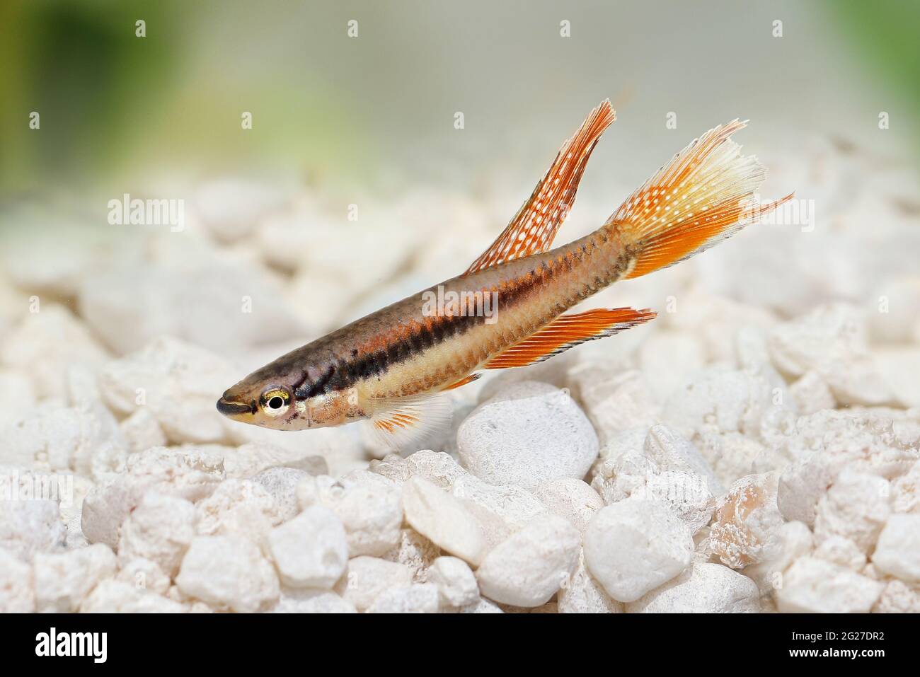 Lagos Red Killifish aquarium fish Killi Aphyosemion bitaeniatum Stock Photo