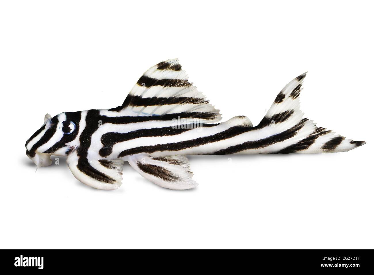 Zebra Pleco L-046 Hypancistrus zebra Plecostomus aquarium fish Stock ...