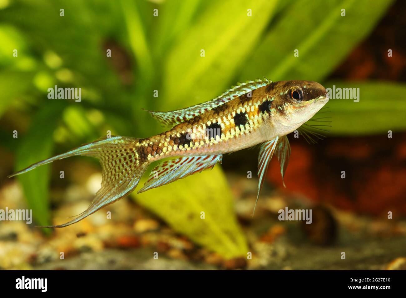 Checkerboard Cichlid Dicrossus filamentosus aquarium fish dwarf cichlid Stock Photo