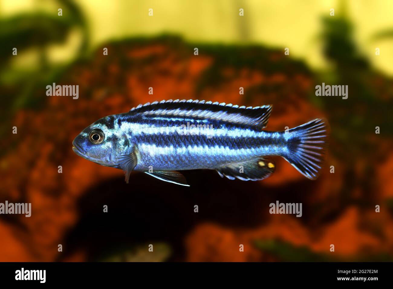 bluegray mbuna malawi cichlid Melanochromis johannii aquarium fish johanni Stock Photo